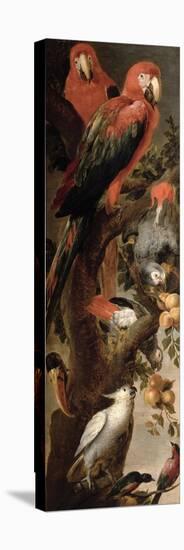 Macaws and Parrots-Frans Snyders Or Snijders-Stretched Canvas