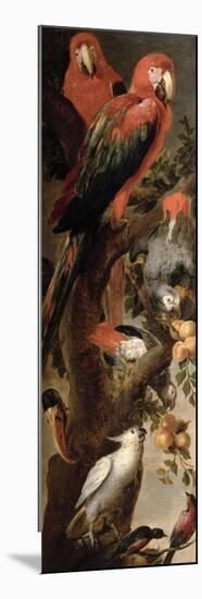 Macaws and Parrots-Frans Snyders Or Snijders-Mounted Premium Giclee Print