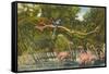 Macaws, Flamingos, Cockatoo, Florida-null-Framed Stretched Canvas