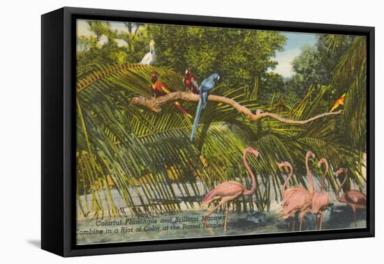 Macaws, Flamingos, Cockatoo, Florida-null-Framed Stretched Canvas