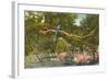 Macaws, Flamingos, Cockatoo, Florida-null-Framed Art Print