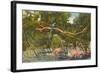 Macaws, Flamingos, Cockatoo, Florida-null-Framed Art Print