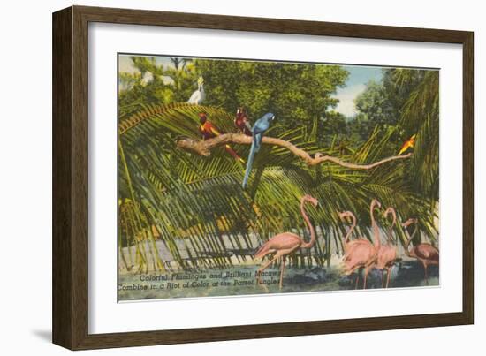 Macaws, Flamingos, Cockatoo, Florida-null-Framed Art Print