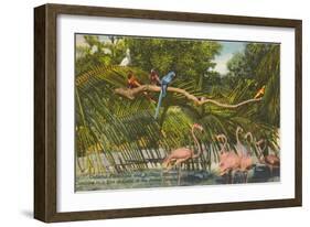 Macaws, Flamingos, Cockatoo, Florida-null-Framed Art Print