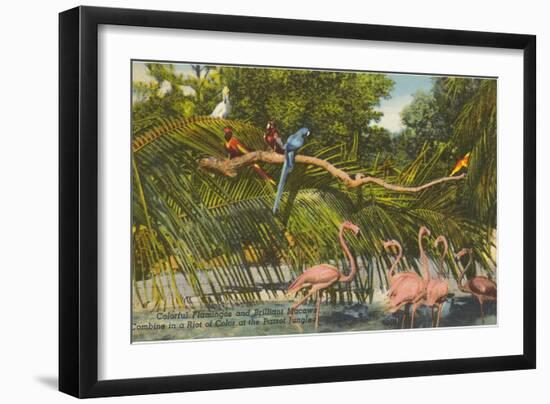 Macaws, Flamingos, Cockatoo, Florida-null-Framed Art Print