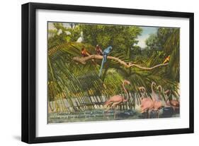 Macaws, Flamingos, Cockatoo, Florida-null-Framed Art Print