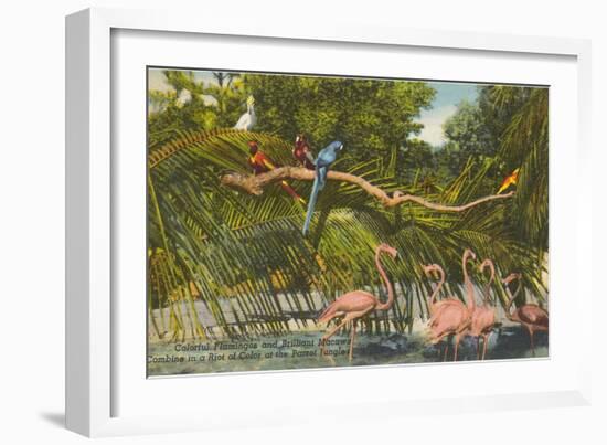 Macaws, Flamingos, Cockatoo, Florida-null-Framed Art Print