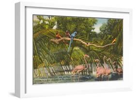 Macaws, Flamingos, Cockatoo, Florida-null-Framed Art Print