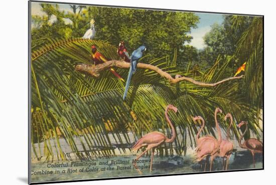 Macaws, Flamingos, Cockatoo, Florida-null-Mounted Art Print