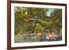 Macaws, Flamingos, Cockatoo, Florida-null-Framed Art Print