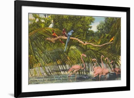 Macaws, Flamingos, Cockatoo, Florida-null-Framed Art Print