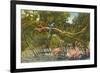 Macaws, Flamingos, Cockatoo, Florida-null-Framed Art Print