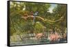 Macaws, Flamingos, Cockatoo, Florida-null-Framed Stretched Canvas