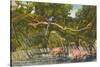 Macaws, Flamingos, Cockatoo, Florida-null-Stretched Canvas