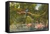 Macaws, Flamingos, Cockatoo, Florida-null-Framed Stretched Canvas