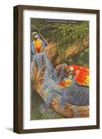 Macaws, Florida-null-Framed Art Print