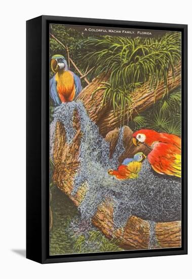 Macaws, Florida-null-Framed Stretched Canvas