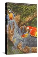 Macaws, Florida-null-Stretched Canvas