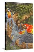 Macaws, Florida-null-Stretched Canvas