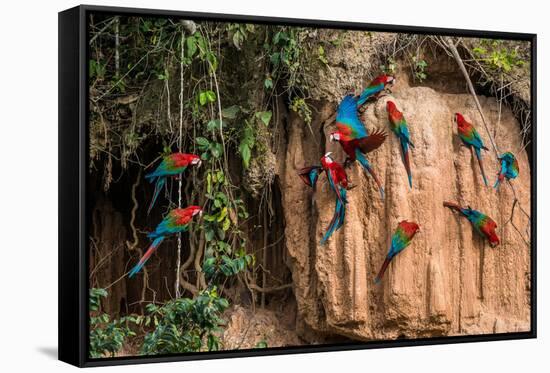 Macaws in Clay Lick in the Peruvian Amazon Jungle at Madre De Dios Peru-OSTILL-Framed Stretched Canvas