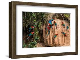 Macaws in Clay Lick in the Peruvian Amazon Jungle at Madre De Dios Peru-OSTILL-Framed Photographic Print