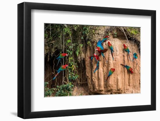 Macaws in Clay Lick in the Peruvian Amazon Jungle at Madre De Dios Peru-OSTILL-Framed Photographic Print