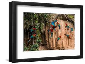 Macaws in Clay Lick in the Peruvian Amazon Jungle at Madre De Dios Peru-OSTILL-Framed Photographic Print