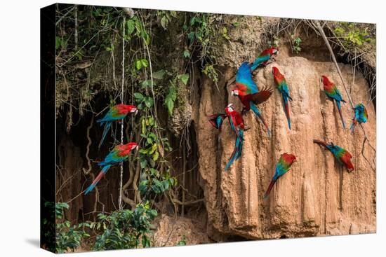 Macaws in Clay Lick in the Peruvian Amazon Jungle at Madre De Dios Peru-OSTILL-Stretched Canvas