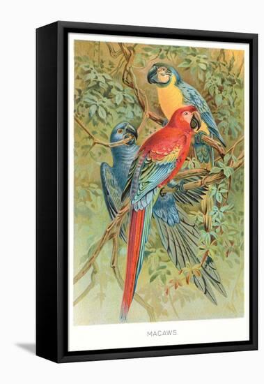 Macaws in the Jungle-null-Framed Stretched Canvas