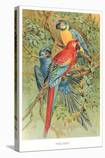 Macaws in the Jungle-null-Stretched Canvas