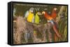 Macaws, Miami, Florida-null-Framed Stretched Canvas