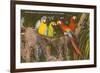 Macaws, Miami, Florida-null-Framed Premium Giclee Print