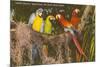 Macaws, Miami, Florida-null-Mounted Premium Giclee Print