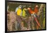Macaws, Miami, Florida-null-Framed Art Print