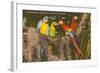 Macaws, Miami, Florida-null-Framed Art Print