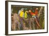 Macaws, Miami, Florida-null-Framed Art Print