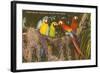 Macaws, Miami, Florida-null-Framed Art Print