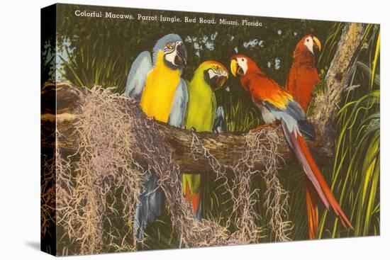 Macaws, Miami, Florida-null-Stretched Canvas