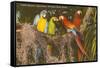 Macaws, Miami, Florida-null-Framed Stretched Canvas