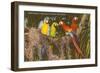 Macaws, Miami, Florida-null-Framed Art Print