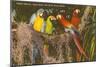 Macaws, Miami, Florida-null-Mounted Art Print