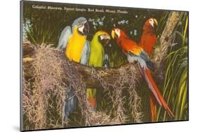 Macaws, Miami, Florida-null-Mounted Art Print