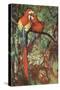 Macaws Nuzzling in Jungle-null-Stretched Canvas