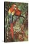 Macaws Nuzzling in Jungle-null-Stretched Canvas