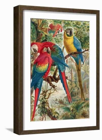 Macaws, Plate from "Brehms Tierleben: Allgemeine Kunde Des Tierreichs", Vol.5, P.60, Published by…-German School-Framed Giclee Print