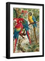 Macaws, Plate from "Brehms Tierleben: Allgemeine Kunde Des Tierreichs", Vol.5, P.60, Published by…-German School-Framed Giclee Print