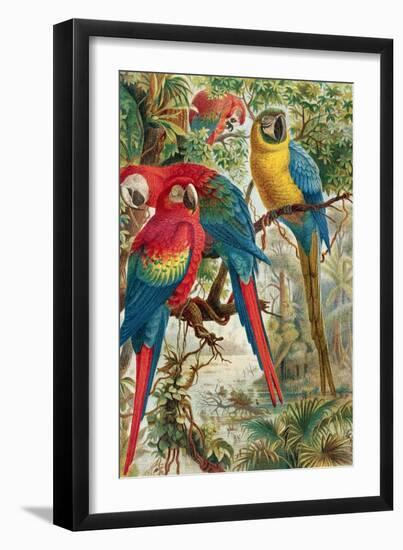 Macaws, Plate from "Brehms Tierleben: Allgemeine Kunde Des Tierreichs", Vol.5, P.60, Published by…-German School-Framed Giclee Print