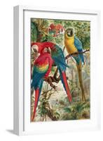 Macaws, Plate from "Brehms Tierleben: Allgemeine Kunde Des Tierreichs", Vol.5, P.60, Published by…-German School-Framed Giclee Print