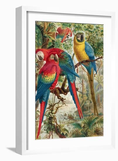 Macaws, Plate from "Brehms Tierleben: Allgemeine Kunde Des Tierreichs", Vol.5, P.60, Published by…-German School-Framed Giclee Print