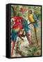 Macaws, Plate from "Brehms Tierleben: Allgemeine Kunde Des Tierreichs", Vol.5, P.60, Published by…-German School-Framed Stretched Canvas